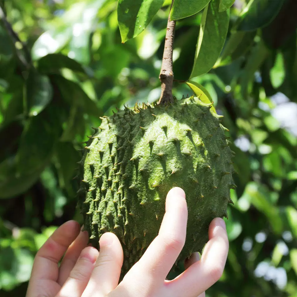 Fast Growing Trees Soursop 'Guanabana' Tree Tropical Fruit Trees 8 Fast Growing Trees Soursop 'Guanabana' Tree Tropical Fruit Trees