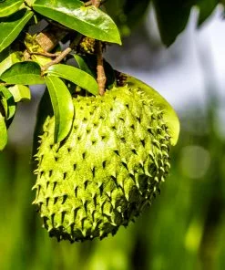 Fast Growing Trees Soursop 'Guanabana' Tree Tropical Fruit Trees