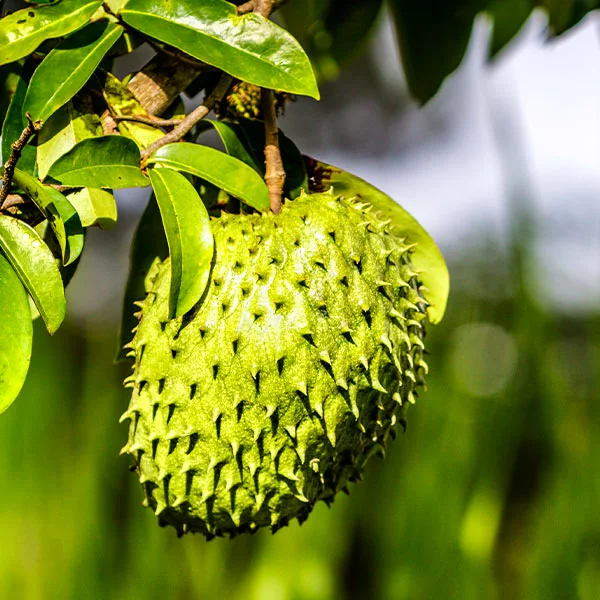 Fast Growing Trees Soursop 'Guanabana' Tree Tropical Fruit Trees 3 Fast Growing Trees Soursop 'Guanabana' Tree Tropical Fruit Trees