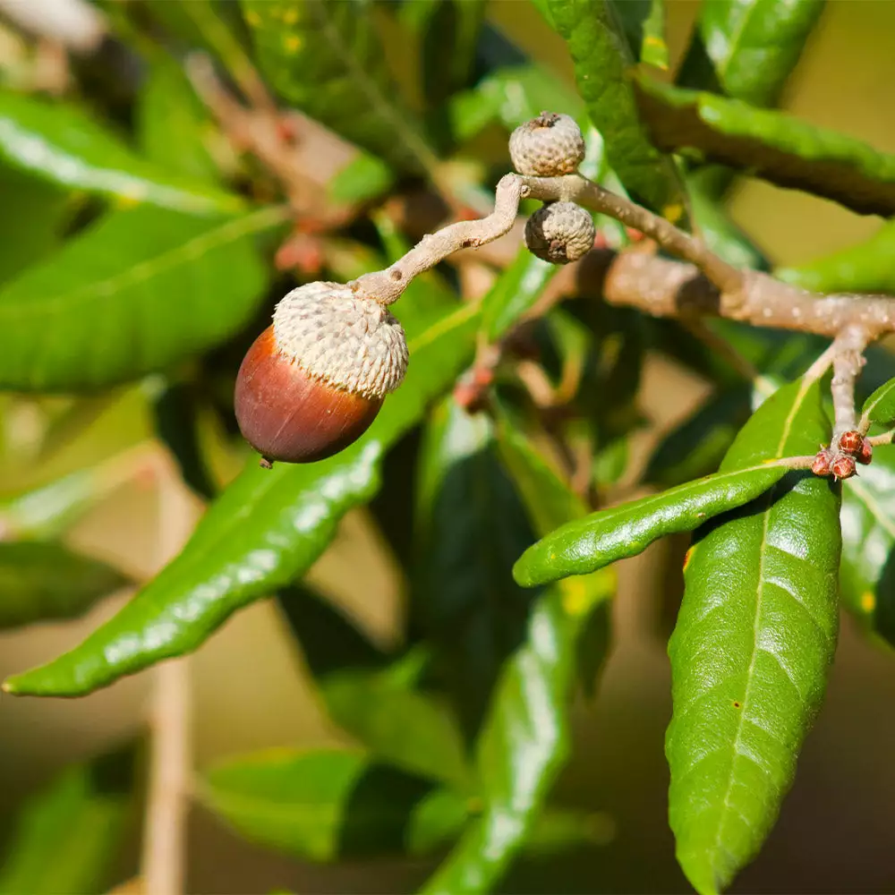 Fast Growing Trees Oak Trees Live Oak Tree 6 Fast Growing Trees Oak Trees Live Oak Tree