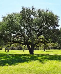 Fast Growing Trees Oak Trees Live Oak Tree 9 Fast Growing Trees Oak Trees Live Oak Tree