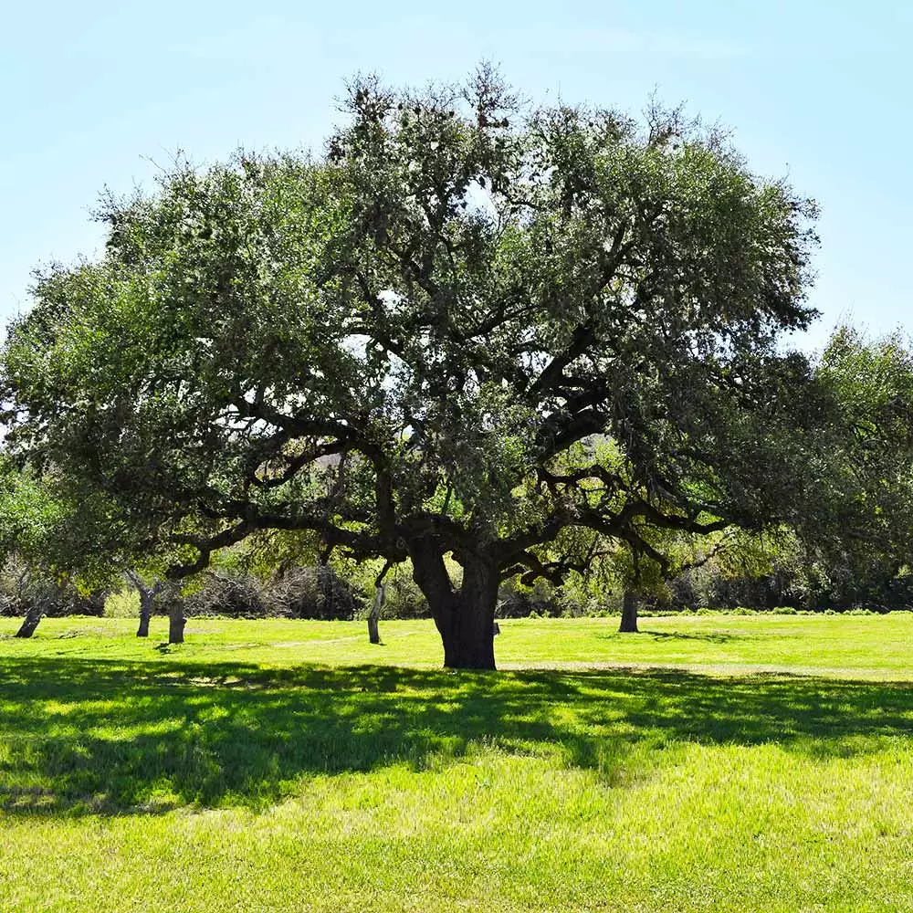 Fast Growing Trees Oak Trees Live Oak Tree 5 Fast Growing Trees Oak Trees Live Oak Tree