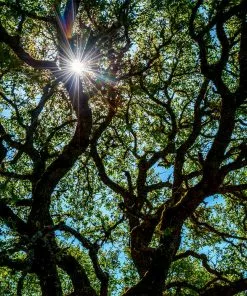 Fast Growing Trees Oak Trees Live Oak Tree 11 Fast Growing Trees Oak Trees Live Oak Tree