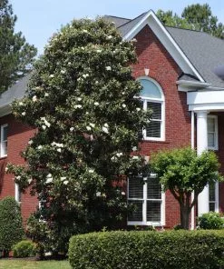 Fast Growing Trees Magnolia Trees Southern Magnolia 8 Fast Growing Trees Magnolia Trees Southern Magnolia