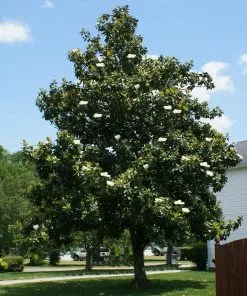 Fast Growing Trees Magnolia Trees Southern Magnolia 10 Fast Growing Trees Magnolia Trees Southern Magnolia