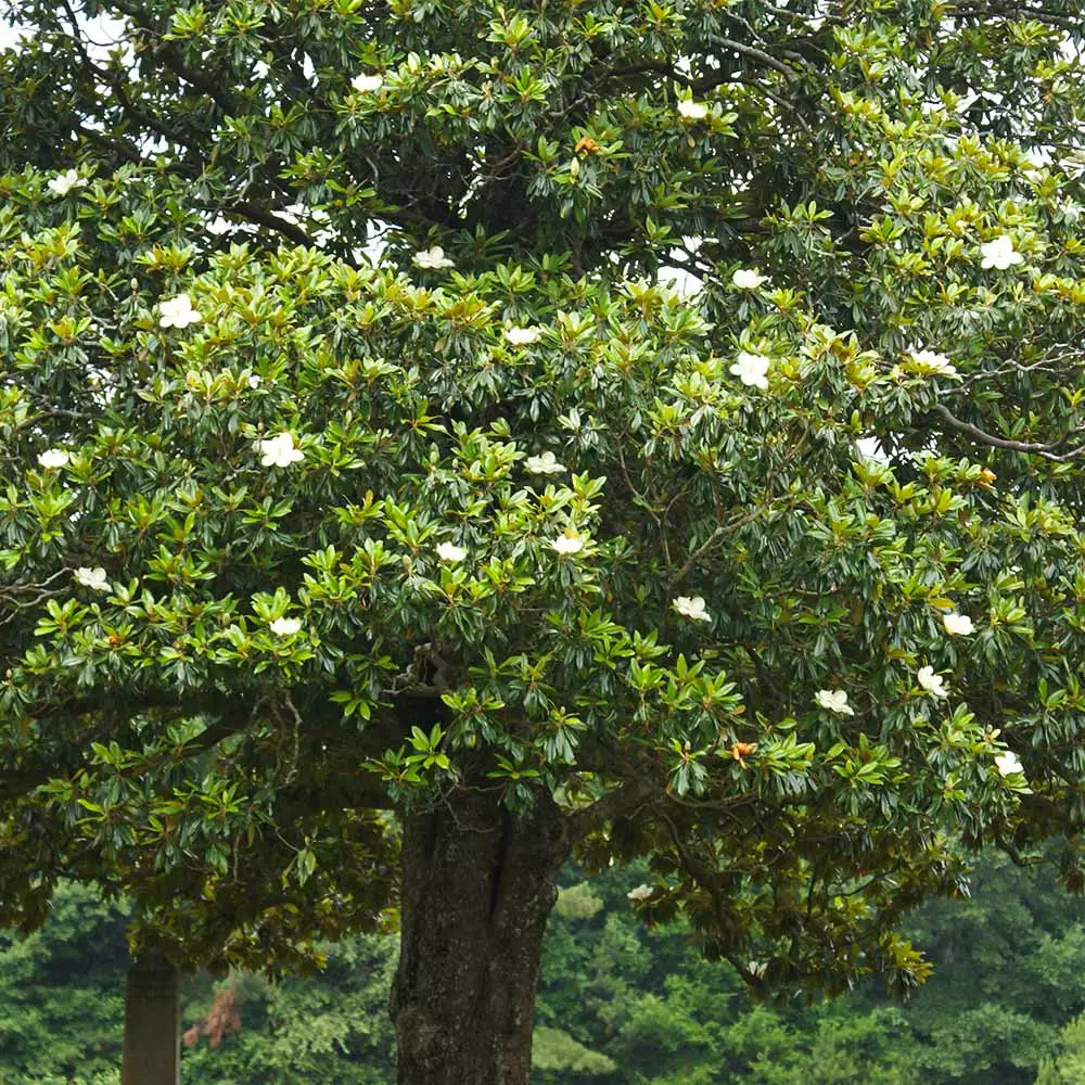 Fast Growing Trees Magnolia Trees Southern Magnolia 7 Fast Growing Trees Magnolia Trees Southern Magnolia