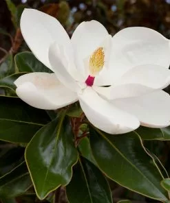 Fast Growing Trees Magnolia Trees Southern Magnolia 9 Fast Growing Trees Magnolia Trees Southern Magnolia