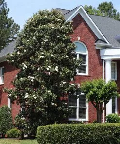 Fast Growing Trees Magnolia Trees Southern Magnolia