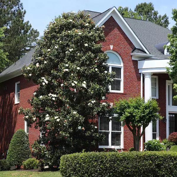 Fast Growing Trees Magnolia Trees Southern Magnolia 3 Fast Growing Trees Magnolia Trees Southern Magnolia