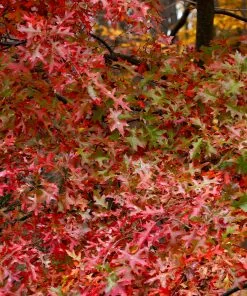 Fast Growing Trees Southern Red Oak Tree