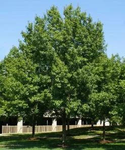 Fast Growing Trees Southern Red Oak Tree 8 Fast Growing Trees Southern Red Oak Tree