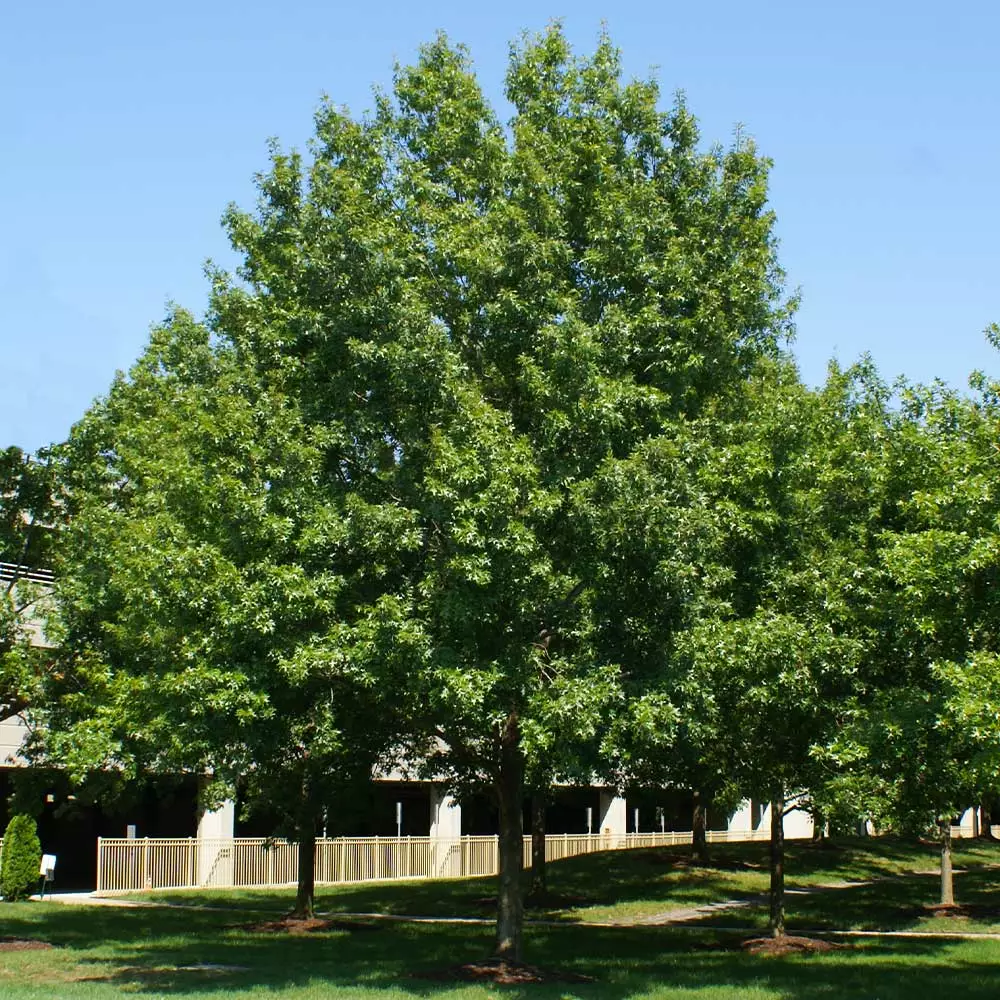 Fast Growing Trees Southern Red Oak Tree 5 Fast Growing Trees Southern Red Oak Tree