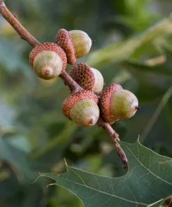 Fast Growing Trees Southern Red Oak Tree 9 Fast Growing Trees Southern Red Oak Tree