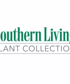 Fast Growing Trees Sunshine Ligustrum Shrub 15 Fast Growing Trees Sunshine Ligustrum Shrub