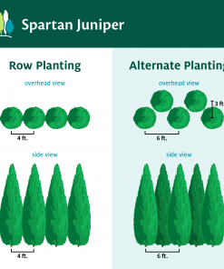 Fast Growing Trees Juniper Trees Spartan Juniper 15 Fast Growing Trees Juniper Trees Spartan Juniper