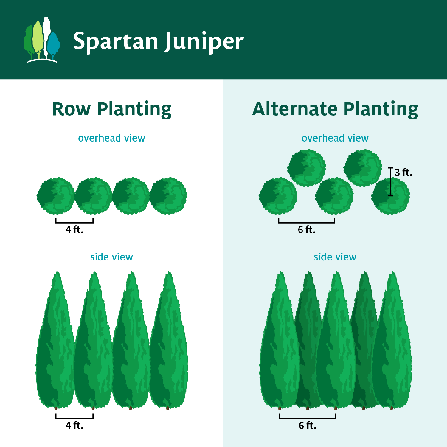 Fast Growing Trees Juniper Trees Spartan Juniper 9 Fast Growing Trees Juniper Trees Spartan Juniper