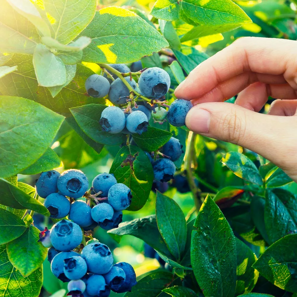 Fast Growing Trees Spartan Blueberry Bush 4 Fast Growing Trees Spartan Blueberry Bush