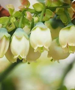 Fast Growing Trees Spartan Blueberry Bush 10 Fast Growing Trees Spartan Blueberry Bush