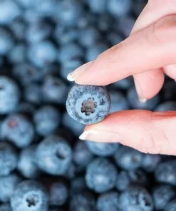 Fast Growing Trees Spartan Blueberry Bush 11 Fast Growing Trees Spartan Blueberry Bush