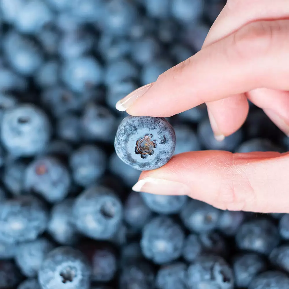 Fast Growing Trees Spartan Blueberry Bush 6 Fast Growing Trees Spartan Blueberry Bush