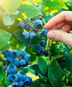 Fast Growing Trees Spartan Blueberry Bush