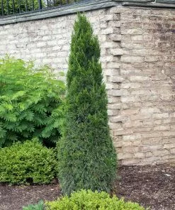 Fast Growing Trees Juniper Trees Spartan Juniper 11 Fast Growing Trees Juniper Trees Spartan Juniper