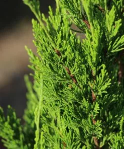 Fast Growing Trees Juniper Trees Spartan Juniper 12 Fast Growing Trees Juniper Trees Spartan Juniper