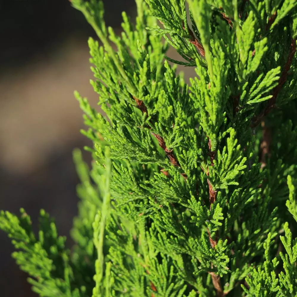 Fast Growing Trees Juniper Trees Spartan Juniper 6 Fast Growing Trees Juniper Trees Spartan Juniper