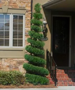 Fast Growing Trees Juniper Trees Spartan Juniper 13 Fast Growing Trees Juniper Trees Spartan Juniper