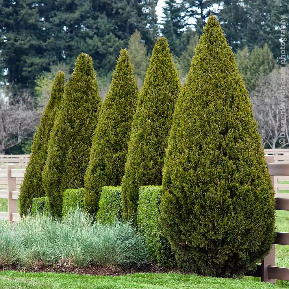 Fast Growing Trees Juniper Trees Spartan Juniper 8 Fast Growing Trees Juniper Trees Spartan Juniper