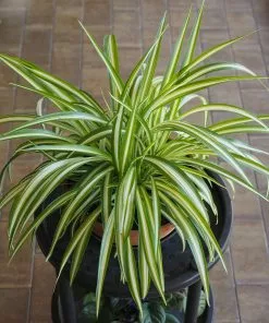 Fast Growing Trees Spider Plant 10 Fast Growing Trees Spider Plant