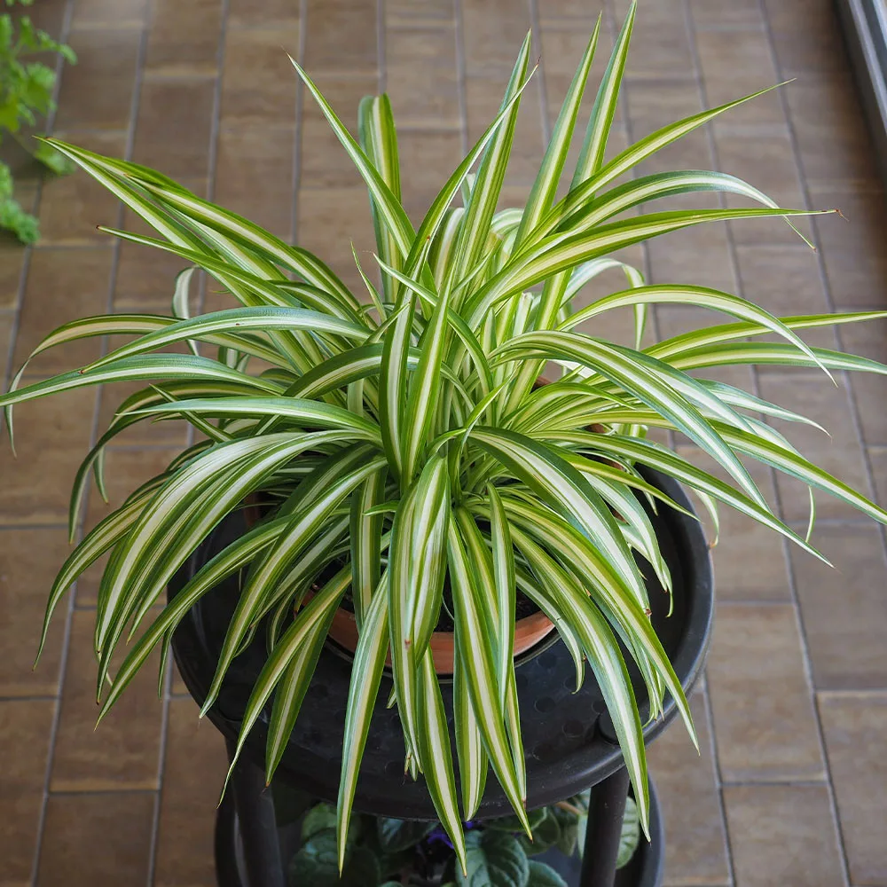 Fast Growing Trees Spider Plant 6 Fast Growing Trees Spider Plant