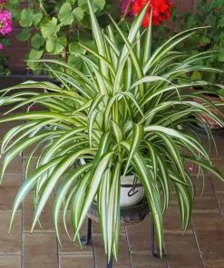 Fast Growing Trees Spider Plant 9 Fast Growing Trees Spider Plant