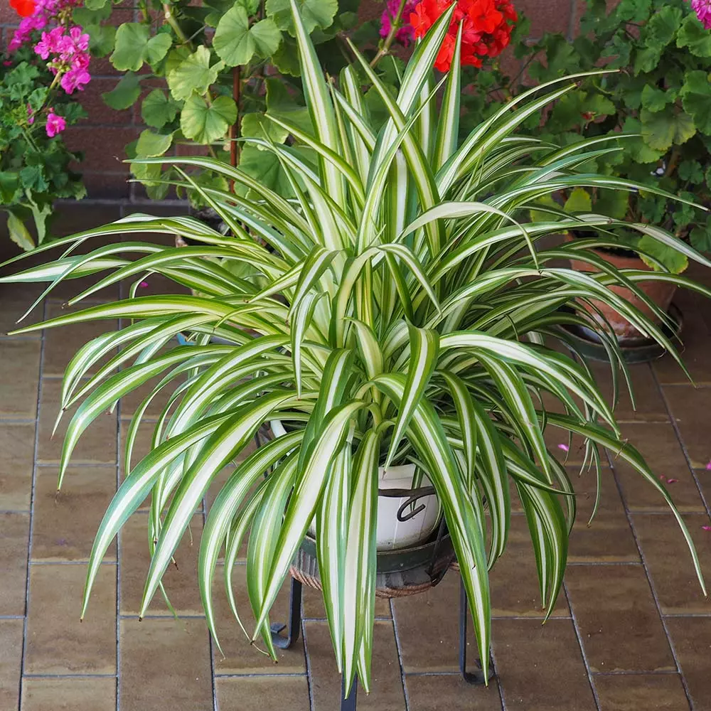 Fast Growing Trees Spider Plant 5 Fast Growing Trees Spider Plant