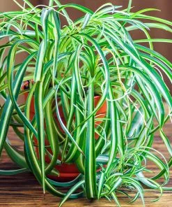 Fast Growing Trees Spider Plant 8 Fast Growing Trees Spider Plant