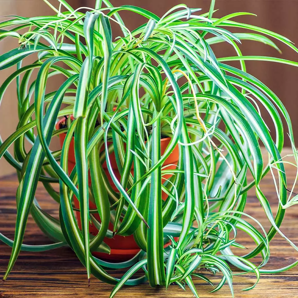 Fast Growing Trees Spider Plant 4 Fast Growing Trees Spider Plant