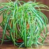 Fast Growing Trees Spider Plant 2 Fast Growing Trees Spider Plant