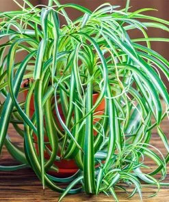 Fast Growing Trees Spider Plant
