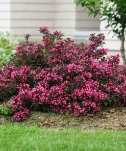 Fast Growing Trees Spilled Wine® Weigela Shrub See All Flowering Trees 9 Fast Growing Trees Spilled Wine® Weigela Shrub See All Flowering Trees