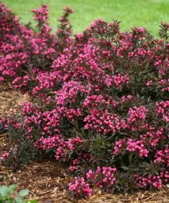 Fast Growing Trees Spilled Wine® Weigela Shrub See All Flowering Trees 8 Fast Growing Trees Spilled Wine® Weigela Shrub See All Flowering Trees