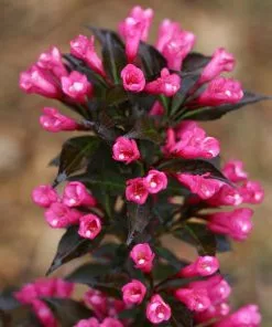 Fast Growing Trees Spilled Wine® Weigela Shrub See All Flowering Trees 10 Fast Growing Trees Spilled Wine® Weigela Shrub See All Flowering Trees