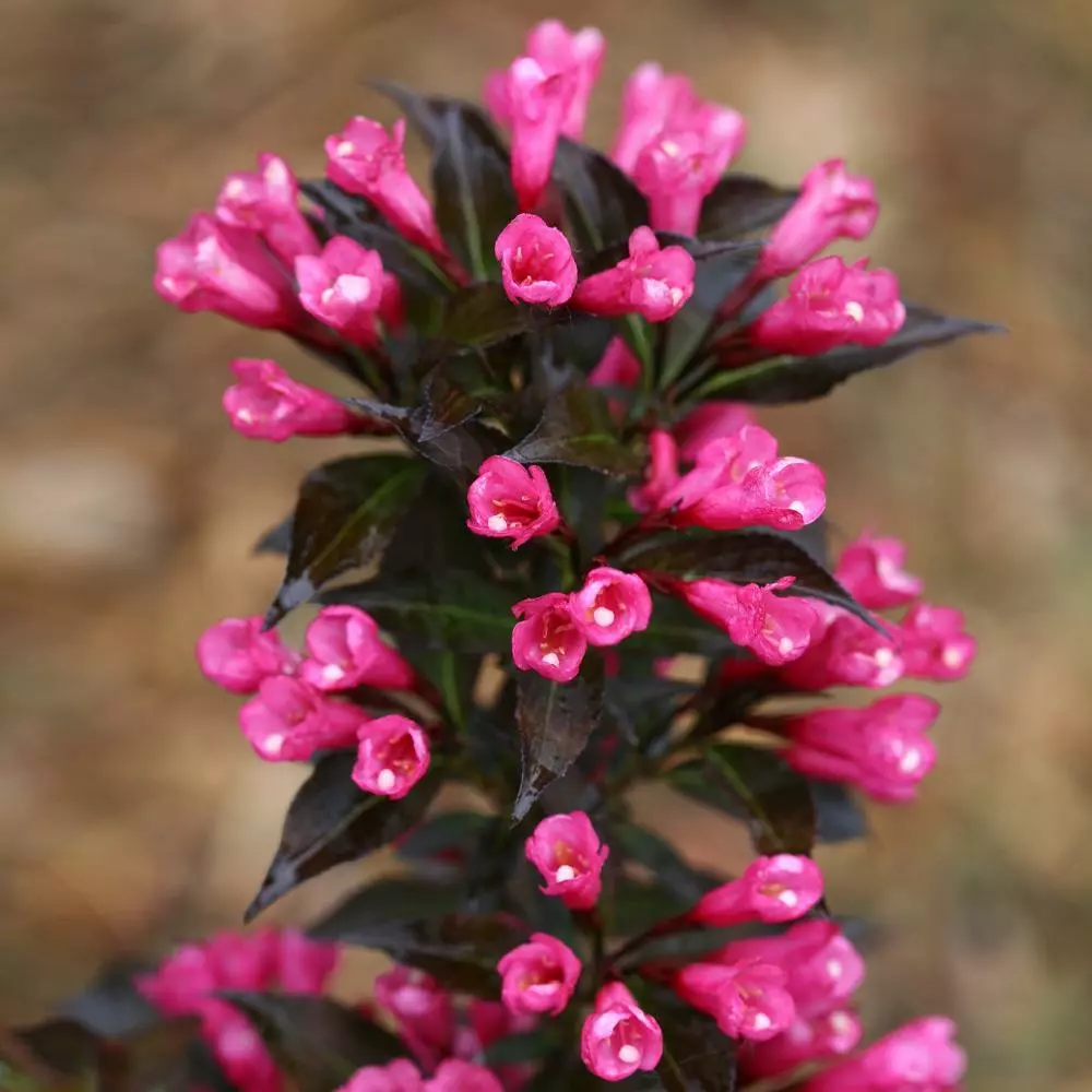 Fast Growing Trees Spilled Wine® Weigela Shrub See All Flowering Trees 6 Fast Growing Trees Spilled Wine® Weigela Shrub See All Flowering Trees