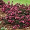 Fast Growing Trees Spilled Wine® Weigela Shrub See All Flowering Trees 1 Fast Growing Trees Spilled Wine® Weigela Shrub See All Flowering Trees