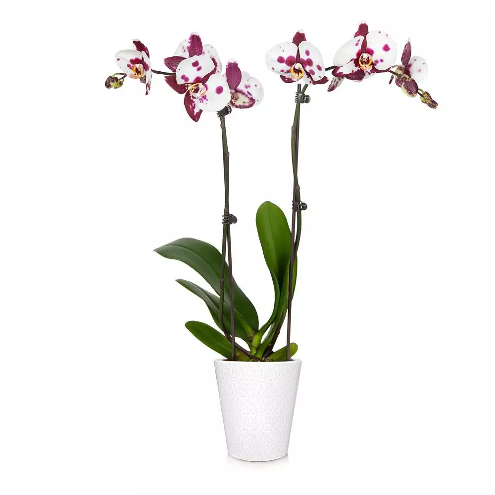 Fast Growing Trees Orchid Plant In White Pot 9 Fast Growing Trees Orchid Plant In White Pot