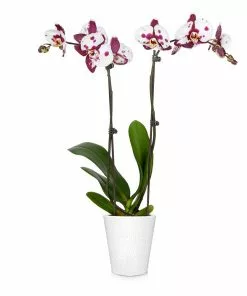 Fast Growing Trees Orchid Plant In White Pot 27 Fast Growing Trees Orchid Plant In White Pot