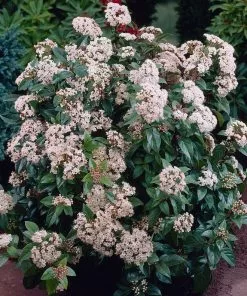 Fast Growing Trees Spring Bouquet Viburnum 7 Fast Growing Trees Spring Bouquet Viburnum