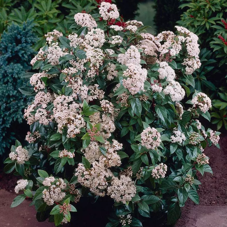 Fast Growing Trees Spring Bouquet Viburnum 5 Fast Growing Trees Spring Bouquet Viburnum