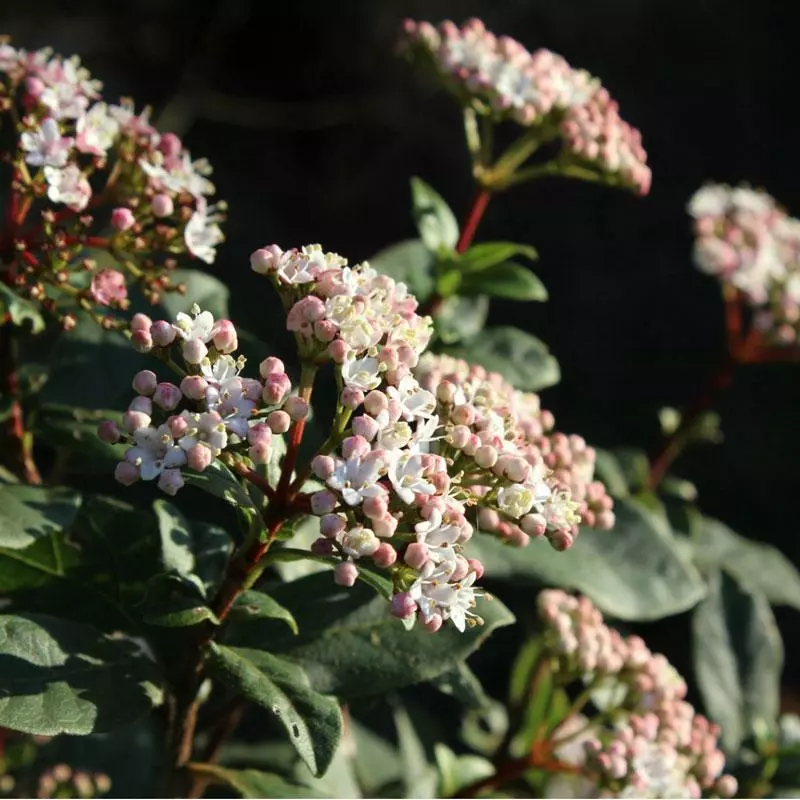 Fast Growing Trees Spring Bouquet Viburnum 4 Fast Growing Trees Spring Bouquet Viburnum