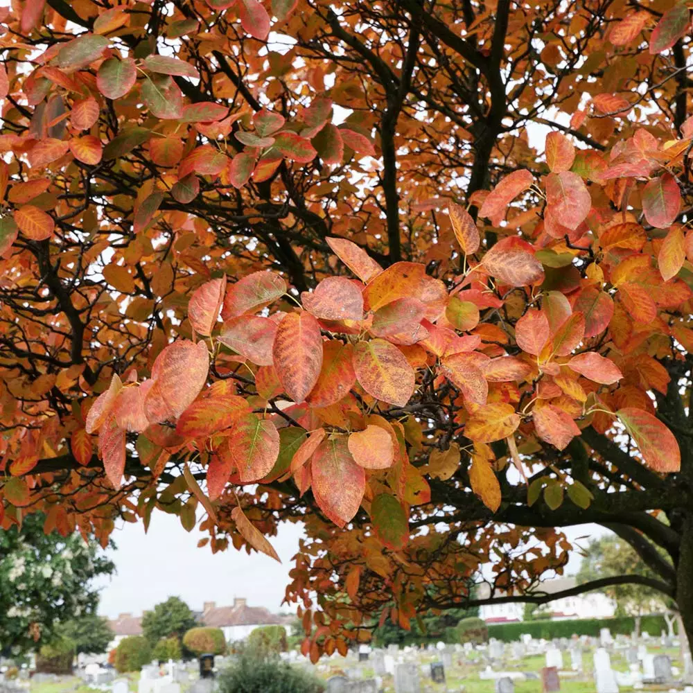 Fast Growing Trees See All Fruit Trees Spring Glory® Serviceberry Tree 4 Fast Growing Trees See All Fruit Trees Spring Glory® Serviceberry Tree