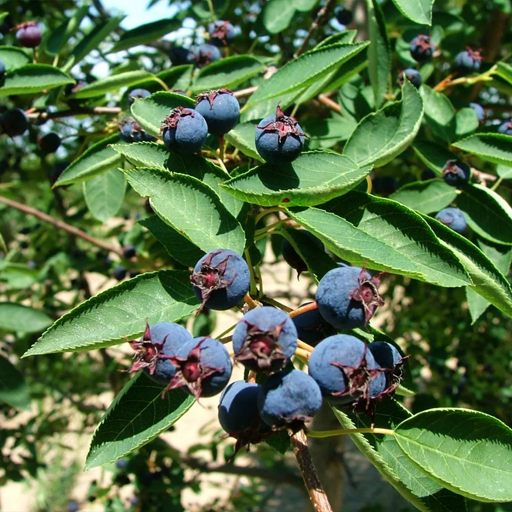 Fast Growing Trees See All Fruit Trees Spring Glory® Serviceberry Tree 6 Fast Growing Trees See All Fruit Trees Spring Glory® Serviceberry Tree